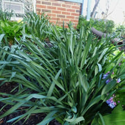 Peruvian Daffodil Bulbs (14/16 cm)  sulphur queen - Caribbean garden seed