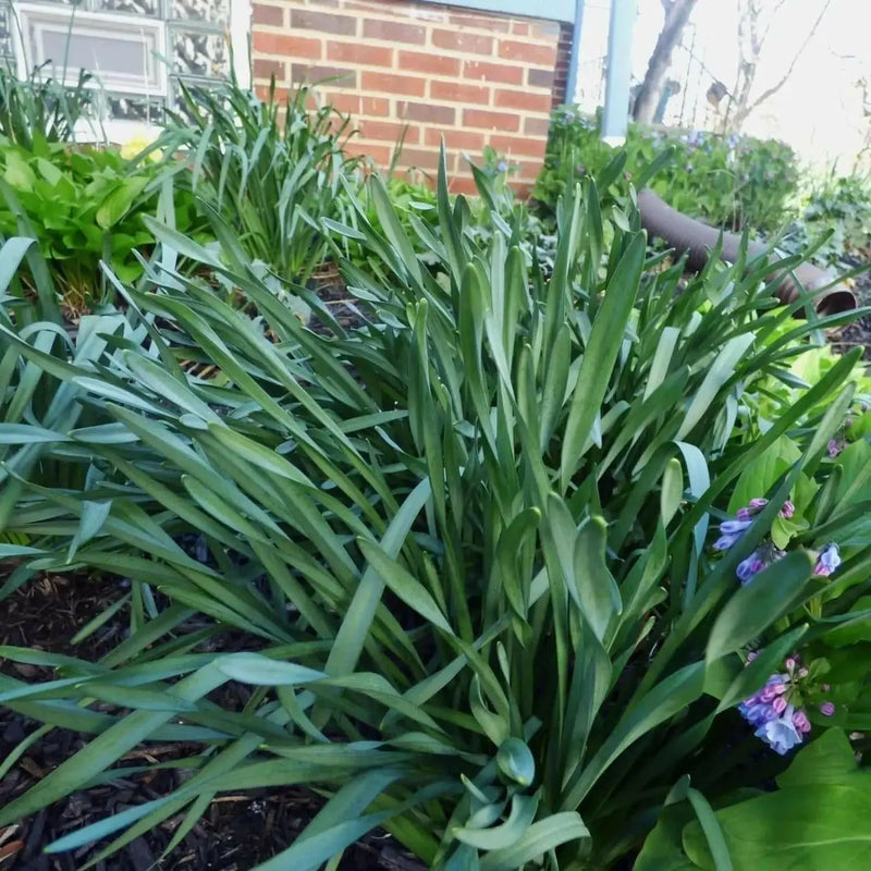 Peruvian Daffodil Bulbs (14/16 cm)  sulphur queen - Caribbean garden seed