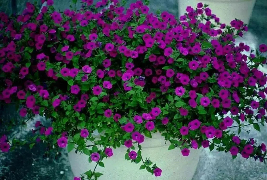 Petunia ~ Laura Bush Petunia~FLOWERS SEED - Caribbean garden seed