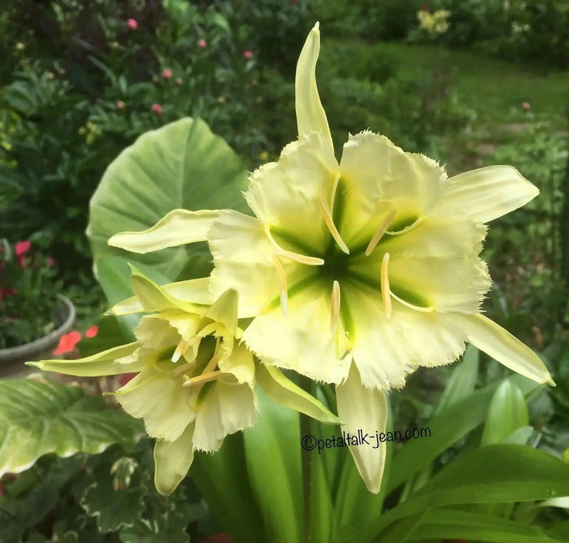 Peruvian Daffodil Bulbs (14/16 cm)  sulphur queen - Caribbean garden seed
