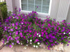 Petunia ~ Laura Bush Petunia~FLOWERS SEED - Caribbean garden seed