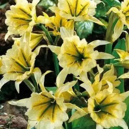 Peruvian Daffodil Bulbs (14/16 cm)  sulphur queen - Caribbean garden seed