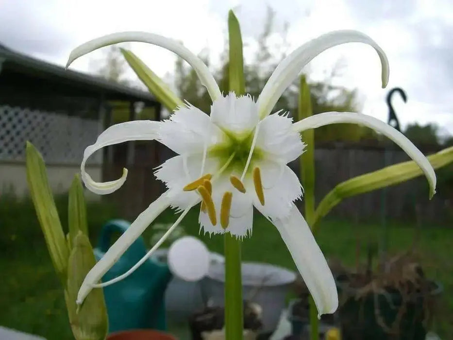 Peruvian Daffodil Bulbs , Great container plant! - Caribbean garden seed
