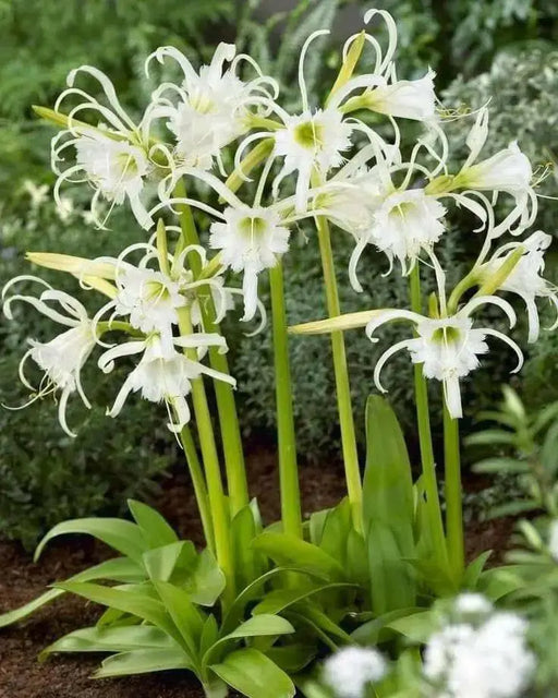 Peruvian Daffodil Bulbs , Great container plant! - Caribbean garden seed