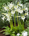 Peruvian Daffodil Bulbs , Great container plant! - Caribbean garden seed