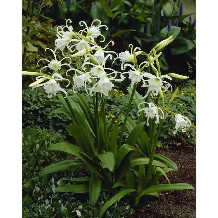 Peruvian Daffodil Bulbs , Great container plant! - Caribbean garden seed