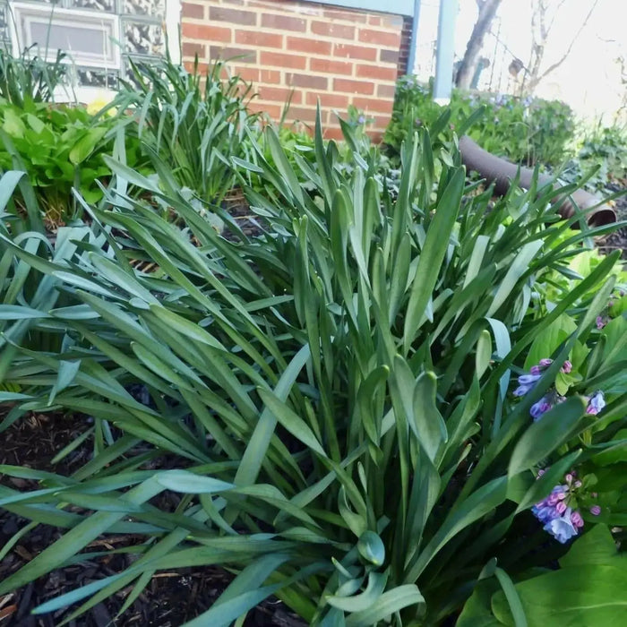 Peruvian Daffodil Bulbs , Great container plant! - Caribbean garden seed