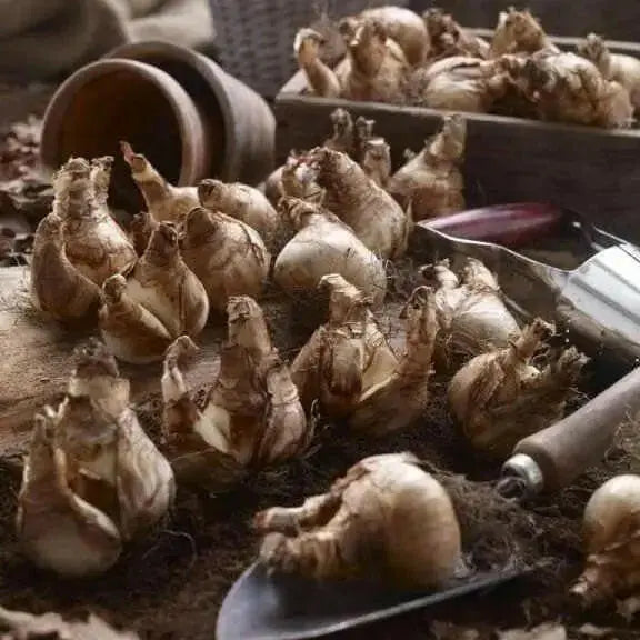 Peruvian Daffodil Bulbs , Great container plant! - Caribbean garden seed