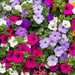 Petunia Celebrity Mix (6 STARTER PLANT) Perennial FLOWERS - Caribbean garden seed