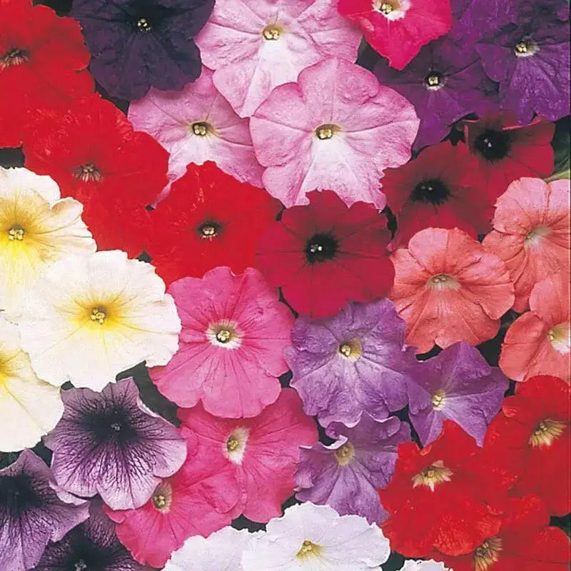 Petunia Celebrity Mix (6 STARTER PLANT) Perennial FLOWERS - Caribbean garden seed