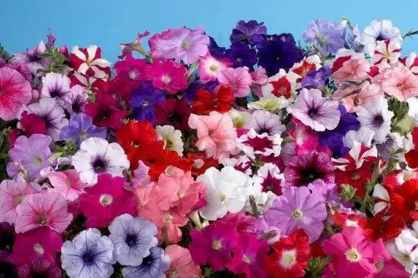 Petunia Celebrity Mix (6 STARTER PLANT) Perennial FLOWERS - Caribbean garden seed