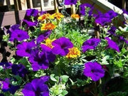 Petunia Seeds (Petunia nana compacta Purple) Wildflower (200 Seeds) Heirloom - Caribbean garden seed