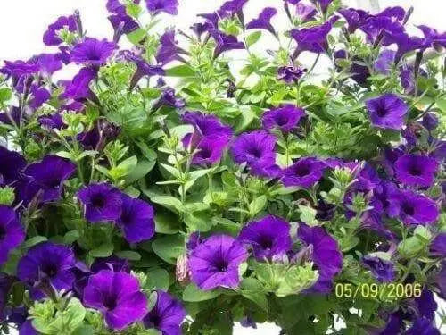 Petunia Seeds (Petunia nana compacta Purple) Wildflower (200 Seeds) Heirloom - Caribbean garden seed