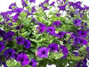 Petunia Seeds (Petunia nana compacta Purple) Wildflower (200 Seeds) Heirloom - Caribbean garden seed