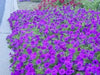 Petunia Seeds (Petunia nana compacta Purple) Wildflower (200 Seeds) Heirloom - Caribbean garden seed