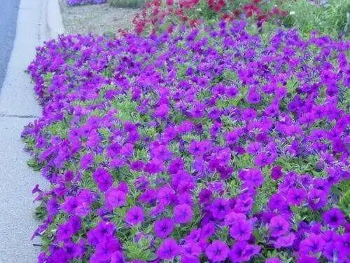 Petunia Seeds (Petunia nana compacta Purple) Wildflower (200 Seeds) Heirloom - Caribbean garden seed