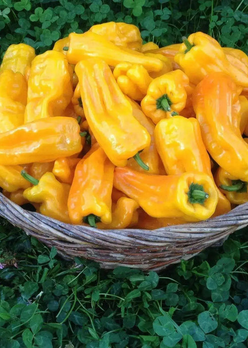 petit marseillais' PEPPER SEEDS Capsicum annuum - Caribbean garden seed