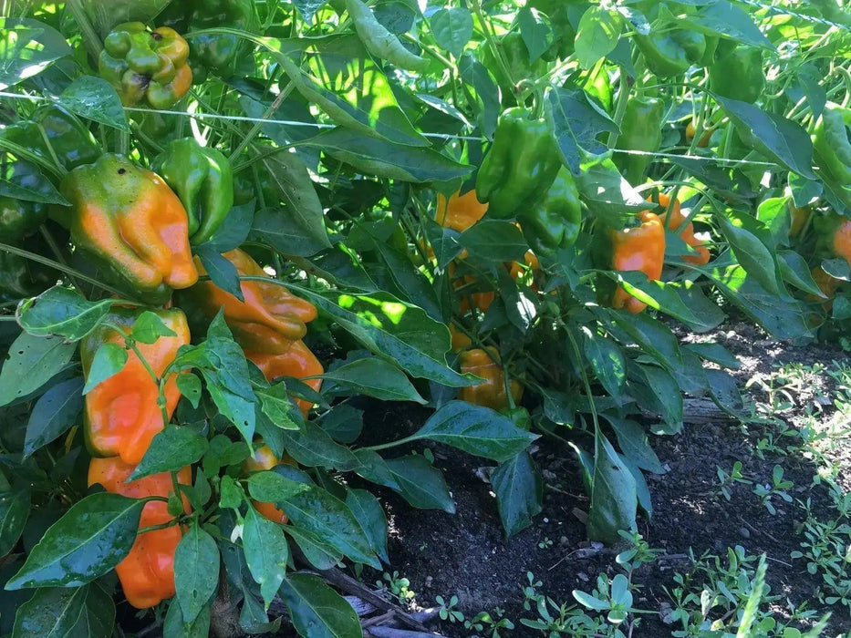 petit marseillais' PEPPER SEEDS Capsicum annuum - Caribbean garden seed