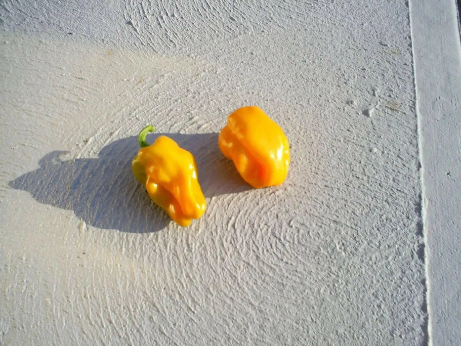 petit marseillais' PEPPER SEEDS Capsicum annuum - Caribbean garden seed