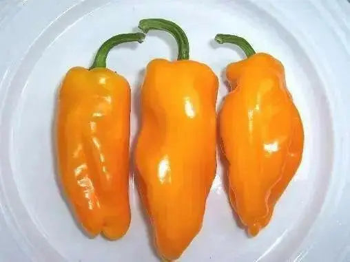 petit marseillais' PEPPER SEEDS Capsicum annuum - Caribbean garden seed