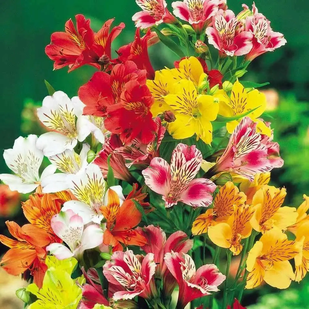 PERUVIAN LILY