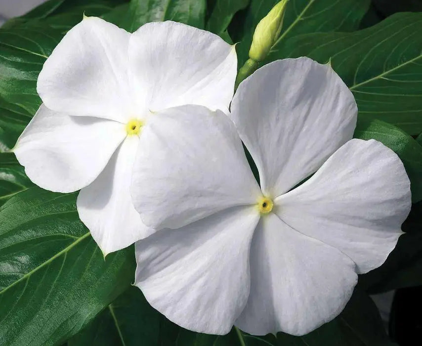 Periwinkle seed | white Vinca - Annual flowers - Caribbean garden seed