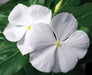 Periwinkle seed | white Vinca - Annual flowers - Caribbean garden seed