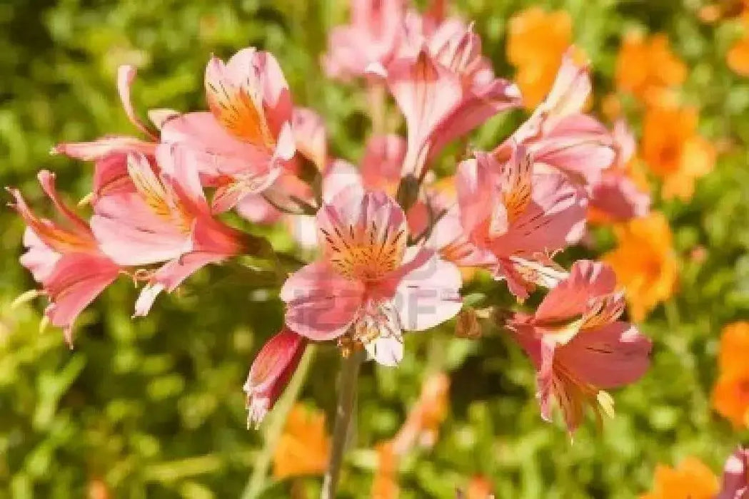 Peruvian Lily Mix (Alstroemeria) FLOWER SEEDS-Perennial - Caribbean garden seed
