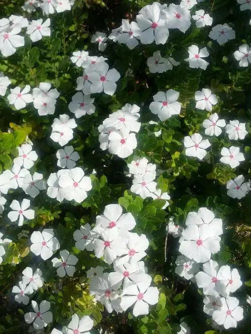 Periwinkle seed | white Vinca - Annual flowers - Caribbean garden seed