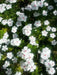 Periwinkle seed | white Vinca - Annual flowers - Caribbean garden seed