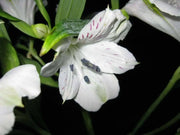 Peruvian Lily Mix (Alstroemeria) FLOWER SEEDS-Perennial - Caribbean garden seed