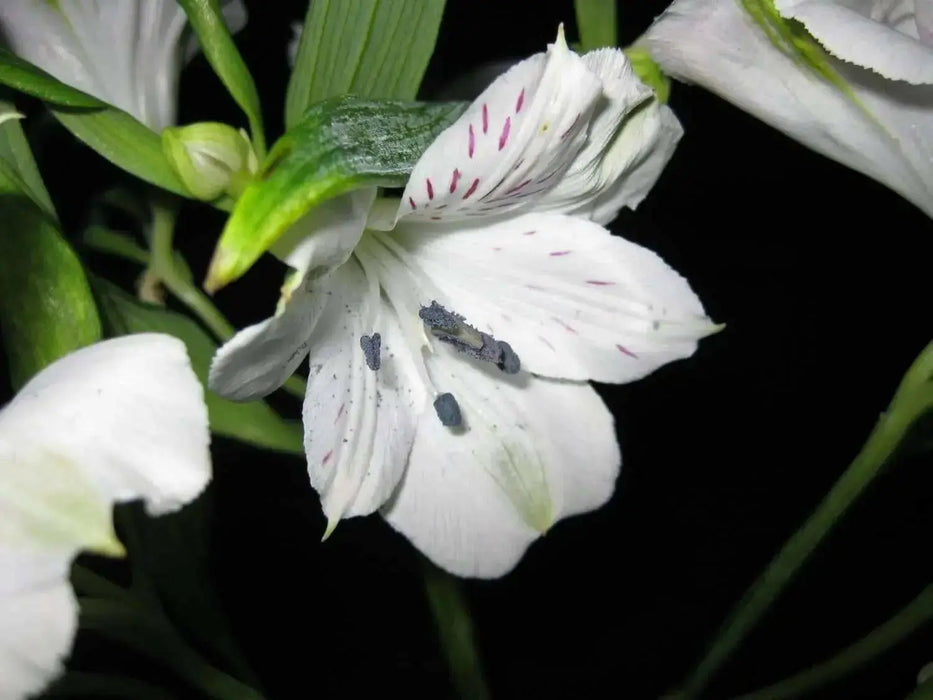 Peruvian Lily Mix (Alstroemeria) FLOWER SEEDS-Perennial - Caribbean garden seed