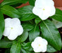 Periwinkle seed | white Vinca - Annual flowers - Caribbean garden seed