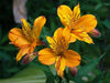Peruvian Lily Mix (Alstroemeria) FLOWER SEEDS-Perennial - Caribbean garden seed