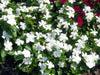 Periwinkle seed | white Vinca - Annual flowers - Caribbean garden seed