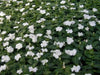 Periwinkle seed | white Vinca - Annual flowers - Caribbean garden seed