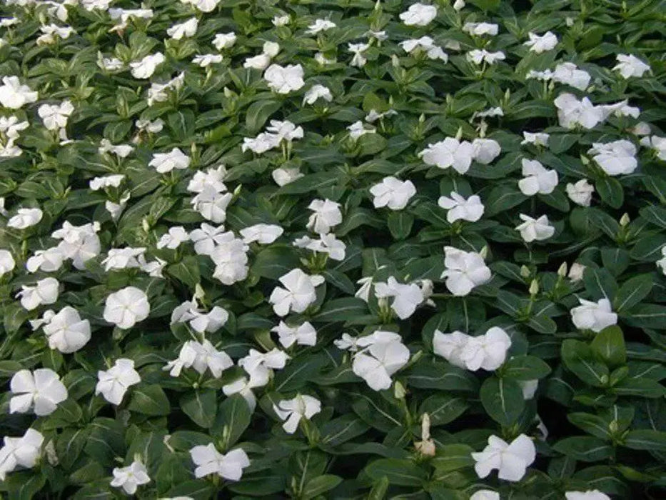 Periwinkle seed | white Vinca - Annual flowers - Caribbean garden seed