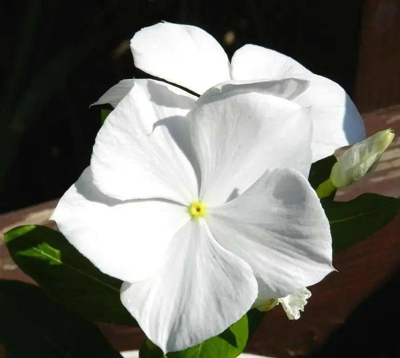 Periwinkle seed | white Vinca - Annual flowers - Caribbean garden seed