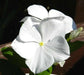 Periwinkle seed | white Vinca - Annual flowers - Caribbean garden seed