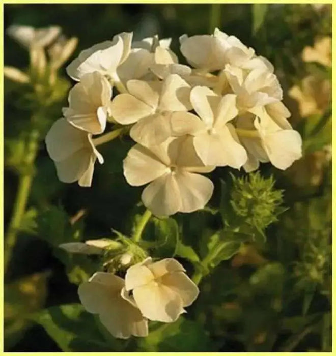 Phlox  SEEDS, manila-yellow flower - Caribbean garden seed