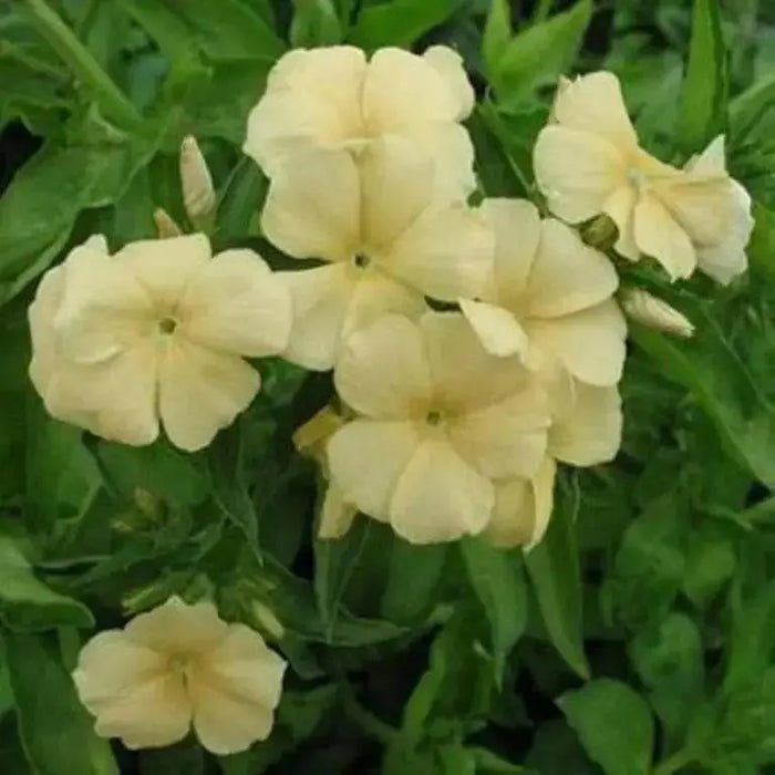 Phlox  SEEDS, manila-yellow flower - Caribbean garden seed