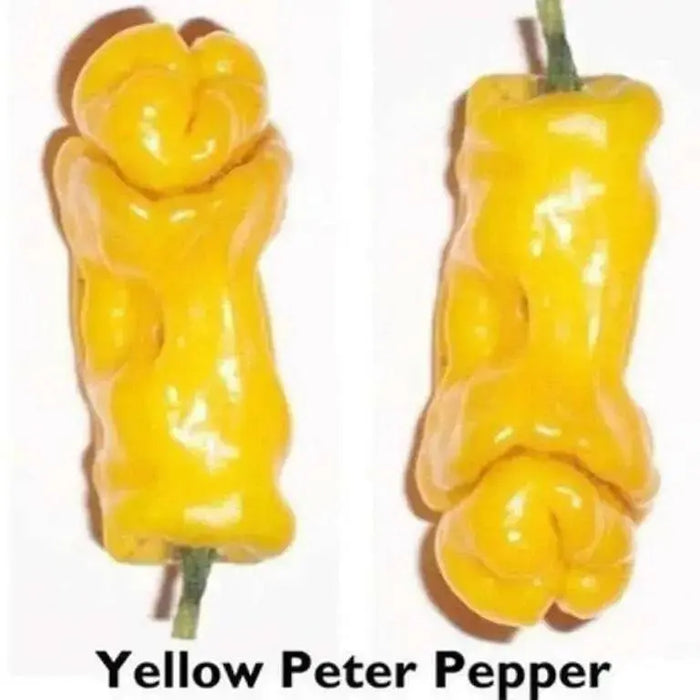 PETER PEPPER SEEDS (Yellow) Capsicum annuum.Penis Pepper - Caribbean garden seed