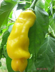 PETER PEPPER SEEDS (Yellow) Capsicum annuum.Penis Pepper - Caribbean garden seed