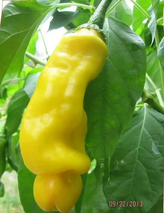 PETER PEPPER SEEDS (Yellow) Capsicum annuum.Penis Pepper - Caribbean garden seed