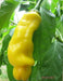 PETER PEPPER SEEDS (Yellow) Capsicum annuum.Penis Pepper - Caribbean garden seed