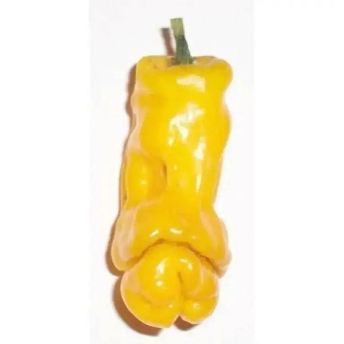 PETER PEPPER SEEDS (Yellow) Capsicum annuum.Penis Pepper - Caribbean garden seed
