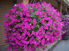 Petunia flowers Seed, Petunia nana compacta (Pink) Wildflowers - Caribbean garden seed