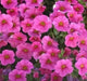 Petunia flowers Seed, Petunia nana compacta (Pink) Wildflowers - Caribbean garden seed