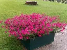 Petunia flowers Seed, Petunia nana compacta (Pink) Wildflowers - Caribbean garden seed
