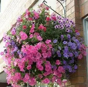 Petunia flowers Seed, Petunia nana compacta (Pink) Wildflowers - Caribbean garden seed